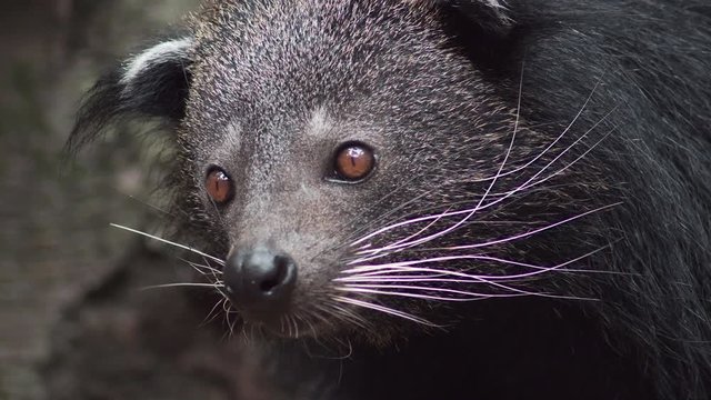 Close up of an attentive Binturong that walks away. Handheld