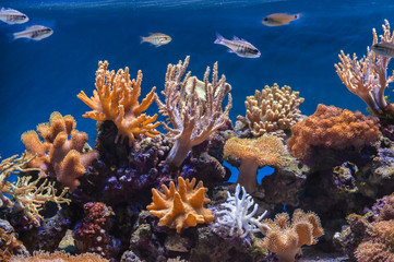 Aquarium marine coral reef underwater