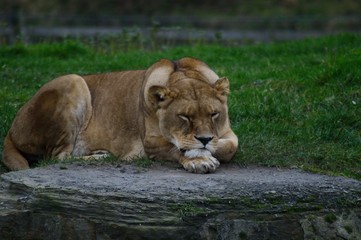 Obraz na płótnie Canvas Lioness sleeping