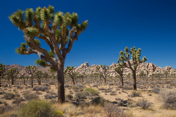 Joshua Trees (Yucca brevifolia). Beside Park Blvd, Joshua Tree National Park, California, USA