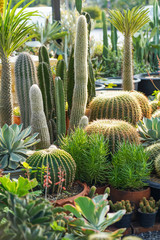 variety of succulents and cacti 