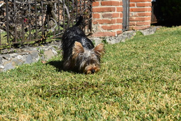 cachorro en su jardin