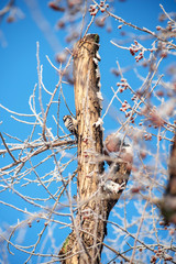 a small wild woodpecker is pecking at a felled tree