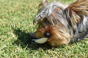 perro mordiendo cuchara