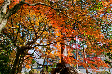 The scenery of autumn leaves in Kyoto,Japan.