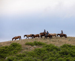 Herding Horses