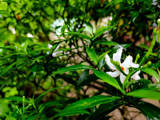 Obraz premium green leaves of a tree and small white flower.