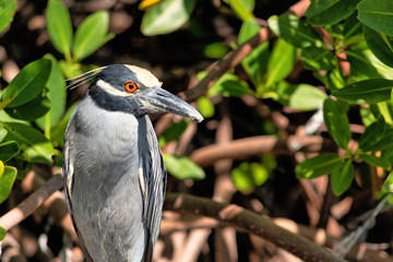 Yellow Crested Night Heron