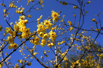 青空を背景にロウバイの花が咲く