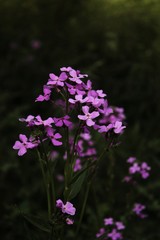 Purple flowers