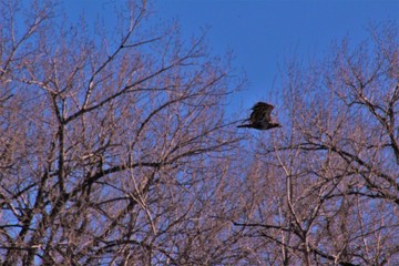 Juvenile Eagle in flight