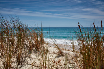 Beach grasses at Falmouth, North East Tasmania