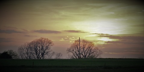 Sunset trees