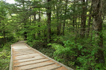 wooden foot bridge on hiking trail in Hotaka mountain range, Kamikochi national park, Kamikochi, Japan