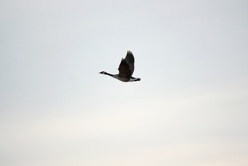 Flying High