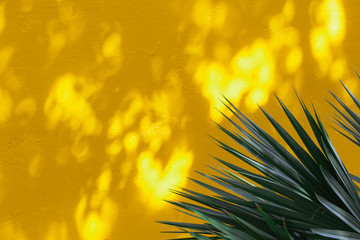 Palm leaf on color background, space for text.