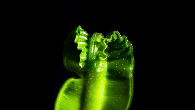 Asplenium nidus - Cobra birds nest fern - close up macro of fern head unfurling