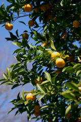 青空を背景にタチバナの黄色い果実