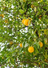 Lemon Fruit Hanging in a Tree