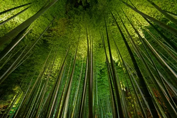 Foto op Plexiglas Bamboebos, bamboebos in Arashiyama, Kyoto, Japan © leeyiutung