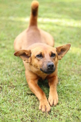 lazy brown dog stretching on green grass with its tail raised