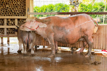 Pink buffalo or Albino buffalo,Thailand