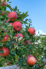 【青森津軽のりんご園】津軽の真っ赤なりんごは今収穫中