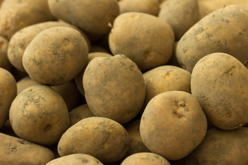 Potato tubers collected in the garden close-up.