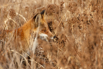 Fox hunts among tall dry autumn grass, closeup profile view.