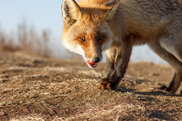 Naklejka na ściany i meble The fox fled in an attack right at you.
