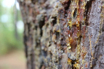 Bright yellow resin drops on the conifer tree. pine tar in the forest.