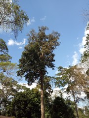 Tall trees with sky and clouds in the background 
