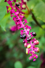 Purple pokeweed berries on magenta stem in the woods near Turin, Italy