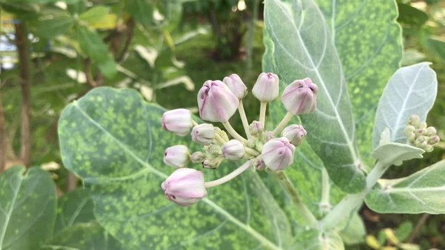Bouquet of purple dahlia (Calotropis) and its leaves .