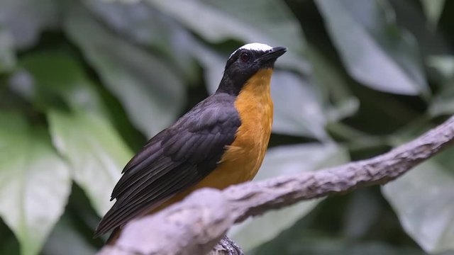 A beautiful White Crowned Robin perched on a tree branch chirping and calling - Close up