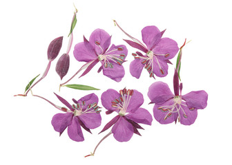 Pressed and dried delicate purple flowers willow-herb (epilobium), isolated on white background. For use in scrapbooking, floristry or herbarium.