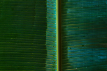 Fresh green banana leaf texture background.