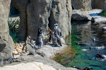 Penguins waddling and standing on rocks and swimming