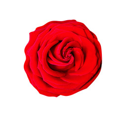 Beautiful red rose flower top view isolated on white background and clipping path