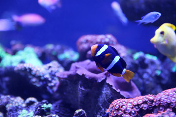 Fototapeta na wymiar Beautiful clown fish in clear aquarium water