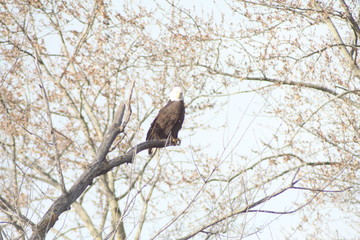 North American Bald Eagle 2020 II
