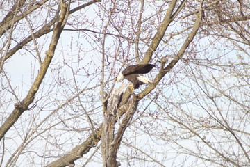 North American Bald Eagle 2020 III