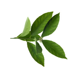 Fresh twig with green citrus leaves isolated on white