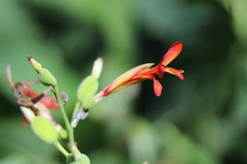 Flor en el bosque