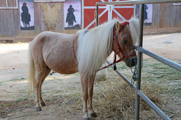 Cream colored horse with long Mane Hair. It is a solid-hoofed plant-eating domesticated mammal with a flowing mane and tail, used for riding, racing, and to carry.