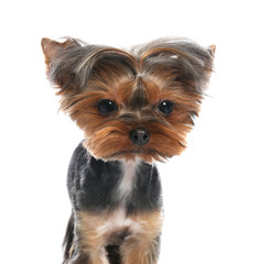Cute Yorkshire terrier dog on white background