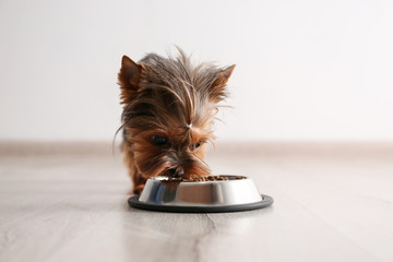Cute Yorkshire terrier dog near feeding bowl indoors - Powered by Adobe