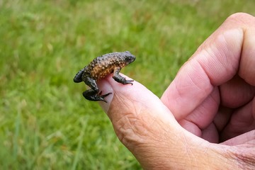 Close up of a tiny, beautiful Maldonada redbelly toad sitting on the thumb of a man, Itatiaia, Brazil