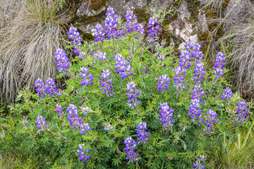 Close up of a lupin bush with blue and white blossoms in high altitude of Serra da Mantiqueira (Mantiqueira Mountain Range), Itatiaia, Brazil