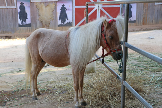 Mini Pony Immagini - Sfoglia 78 foto, vettoriali e video Stock